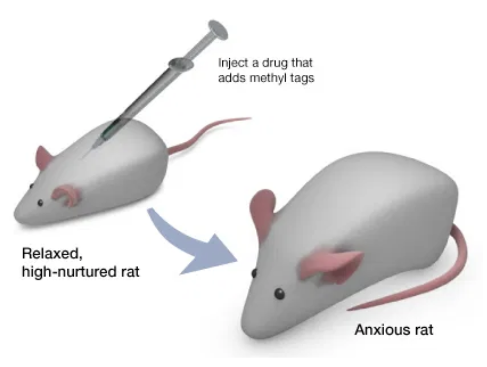 Lick Your Rats. University of Utah Genetic Science Learning Center.