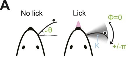 Samuel Andrew Hires, Diego A Gutnisky, Jianing Yu, Daniel H O'Connor, Karel Svoboda. "Low-noise encoding of active touch by layer 4 in the somatosensory cortex." eLife 4:e06619 (2015).