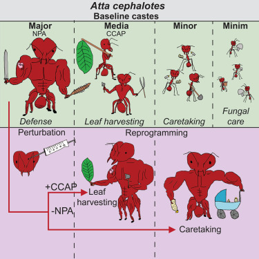Michael B. Gilbert, et al. "Neuropeptides specify and reprogram division of labor in the leafcutter ant Atta cephalotes." Cell (2025).